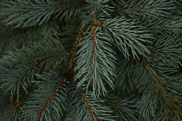 blue Christmas tree branches texture close up, macro green branch Christmas concept, macro blue...