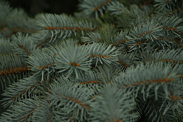 blue Christmas tree branches texture close up, macro green branch Christmas concept, macro blue Christmas branch tree evergreen close up