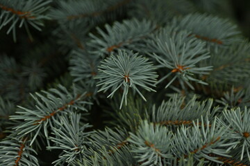 blue Christmas tree branches texture close up, macro green branch Christmas concept, macro blue Christmas branch tree evergreen close up