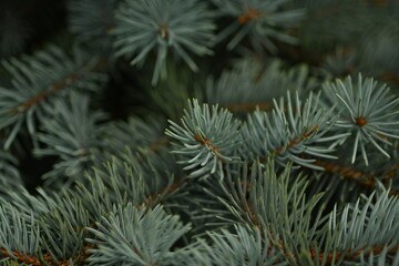 blue Christmas tree branches texture close up, macro green branch Christmas concept, macro blue Christmas branch tree evergreen close up