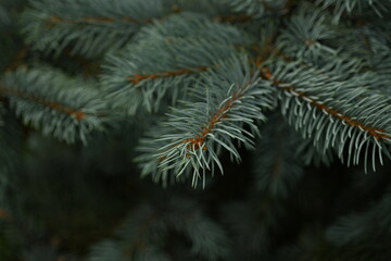 blue Christmas tree branches texture close up, macro green branch Christmas concept, macro blue...