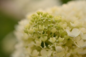 white hydrangea flowers close up, macro texture of hydrangea flowers, flowers for posters and photos, white hydrangea flowers, a bunch of hydrangea flowers close-up on a green background, floral textu