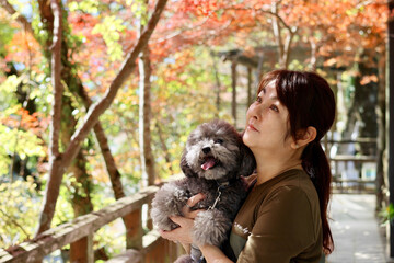 トイプードルと紅葉を楽しむ女性　美く色づいた紅葉　秋の風景