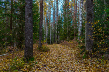 Fototapeta premium autumn in the forest