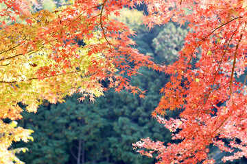 美く色づいた紅葉　秋の風景　色鮮やかな紅葉