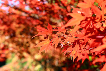 美く色づいた紅葉　秋の風景　色鮮やかな紅葉