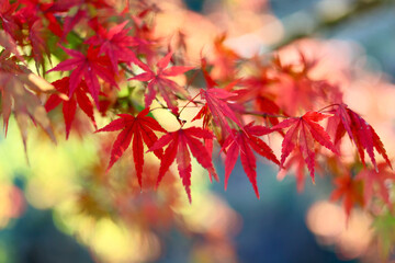 美く色づいた紅葉　秋の風景　色鮮やかな紅葉