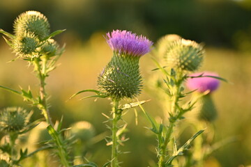 pink head of a milk thistle flower, pink thistle flower close up