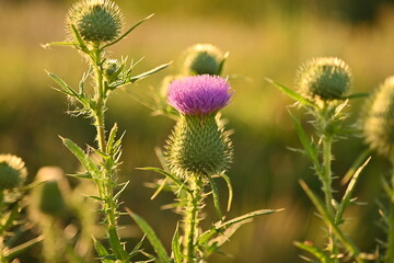 Obraz premium head of a milk thistle flower. pink thistle flower close up 