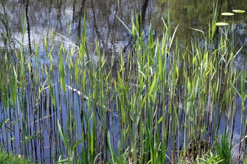 Seerosenweiher bei Muehlheim am Main