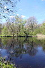 Seerosenweiher bei Muehlheim am Main