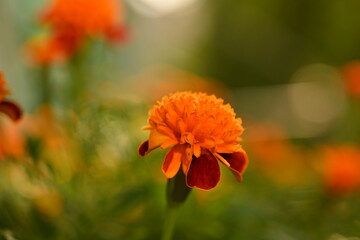 yellow-orange blackberry, marigolds close-up background, on a sunny day, blurred background, flower tagetes close-up on a green background on an autumn sunny day, orange marigold color, red flowers