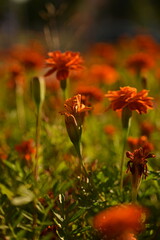 yellow-orange blackberry, marigolds close-up background, on a sunny day, blurred background, flower tagetes close-up on a green background on an autumn sunny day, orange marigold color, red flowers