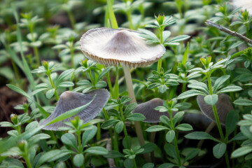  Close-up of Wild Mushrooms Growing in Green Grass with Soft Sunlight, Natural Outdoor Scene