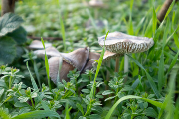  Close-up of Wild Mushrooms Growing in Green Grass with Soft Sunlight, Natural Outdoor Scene