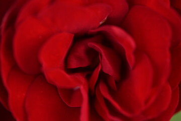 red roses close up, red rose flower macro, texture of scarlet rose petals as a background 