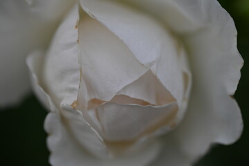 pastel roses large plnaom,  white roses flower macro, texture delicate brown scarlet rose as background 