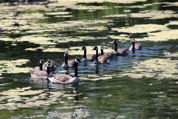 Canada geese swim in single file through thick algae growth in a pond