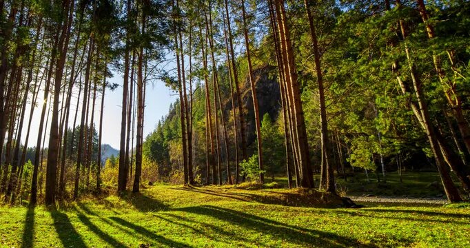 Mountain evergreen pine tree forest time lapse at the summer or autumn time. Wild nature, clear water and rural valley. Sun rays, small creek and yellow grass. Motorised dolly slider movement
