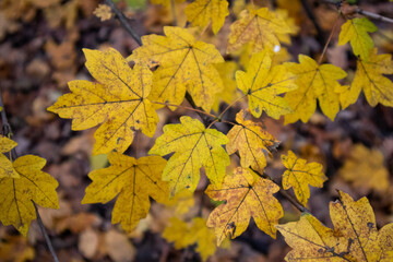 Branch of Vibrant Yellow Maple Leaves in Natural Light, Capturing the Beauty of Autumn Foliage in a Tranquil Outdoor Setting