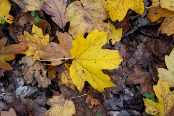 Yellow Maple Leaf Lying on Colorful Autumn Leaves in Natural Light