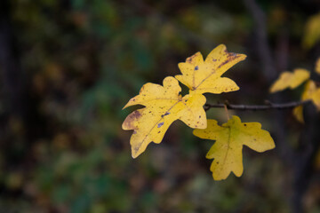 Close-Up of a Vibrant Yellow Maple Leaf in Natural Light with a Soft, Blurred Background Capturing the Essence of Autumn