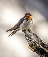 A Welcome Swallow (hirundo neoxena) against a pale bokeh background.