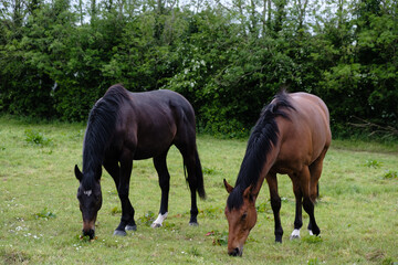 Fototapeta premium Dark brown horse and light brown horse grazing side by side in green field.