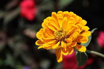 close-up large golden yellow blossom
