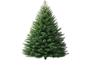 Green Balsam Fir Christmas tree isolated on transparent background, png file, no background png file