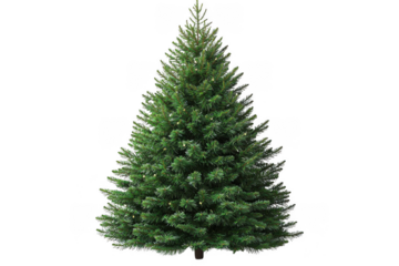 Green Balsam Fir Christmas tree isolated on transparent background, png file, no background png file