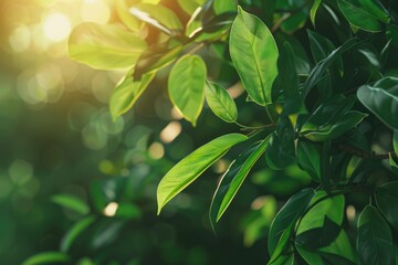 Fresh green leaf close up in natural garden setting.