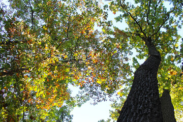 tree in autumn, autumn in the forest, дерева with yellow and green leaves on the background of the blue sky