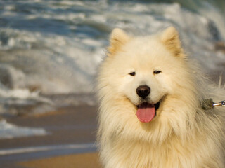 A big, happy, soft, white dog on the beach in Baku