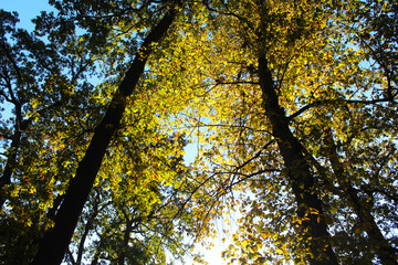 autumn in the forest, a hole with yellow and green leaves in the forest