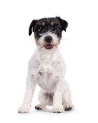 Cute young Jack Russel dog puppy, sitting up facing front. Mouth open and looking straight to camera. isolated on a white background.