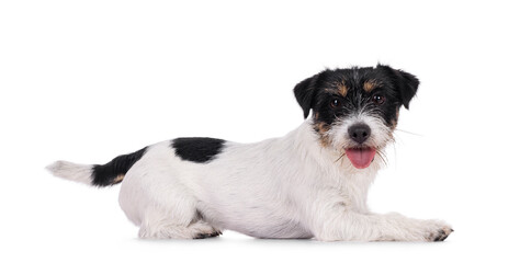 Obraz premium Cute young Jack Russel dog puppy, laying down side ways. Mouth open, tongue out and looking straight to camera. isolated on a white background.