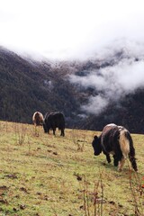 Himalayas Sichuan Tibet Tibetan Mountains Snow Autumn Southwestern China Yak