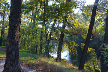 autumn in the forest