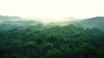 Obraz premium Ebony Forest nature forest land.