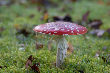 mushroom in the forest