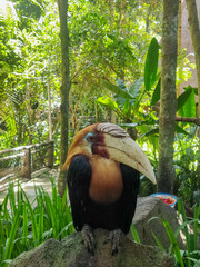 hornbill perched relaxed © hasan