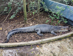 alligator in the everglades