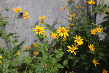 bouquet of blossoms with bright yellow petals and orange centers