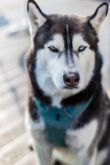 siberian husky dog / husky puppy © 선우 최