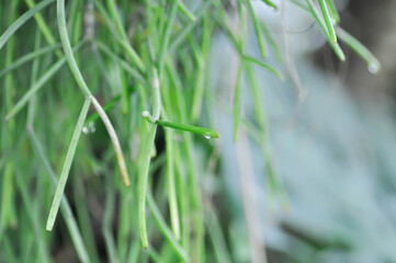 Rhipsalis, Rhipsalis baccifera or Rhipsalis cereuscula or Rhipsalis quellebambensis Johns  nomen nudum or  Cactaceae and rain droplet
