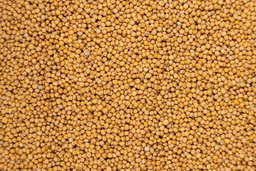 Yellow Dry Mustard Seed Background, Natural Organic Seasoning, Top View.