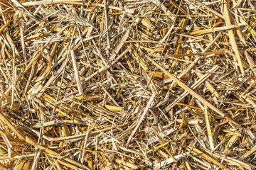 Straw - waste from wheat harvest lying on the field Close-up