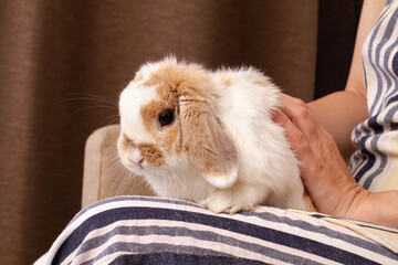 a pet rabbit sits on the lap of a woman