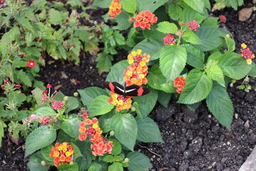 Naklejka premium black, red and white butterfly on red, orange and yellow flowers and medium green leaves